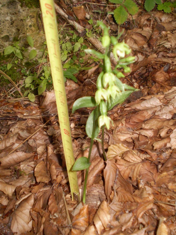 Epipactis persica subsp gracilis  e Epipactis atrorubens